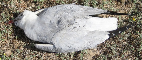 Goeland d'audoin Mort