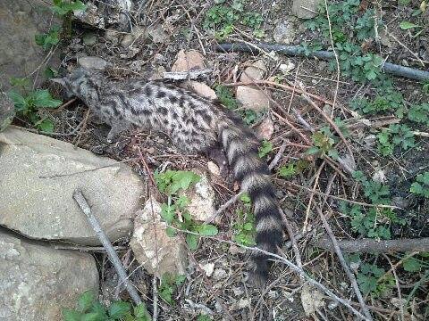 Talasamtane : mort animaux