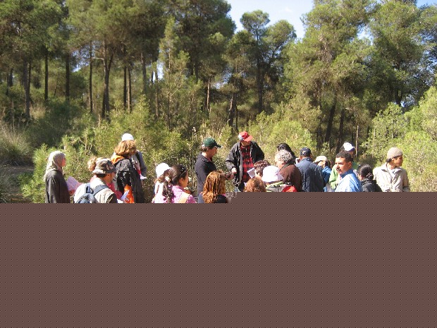 Plantes m&eacute;dicinales 1