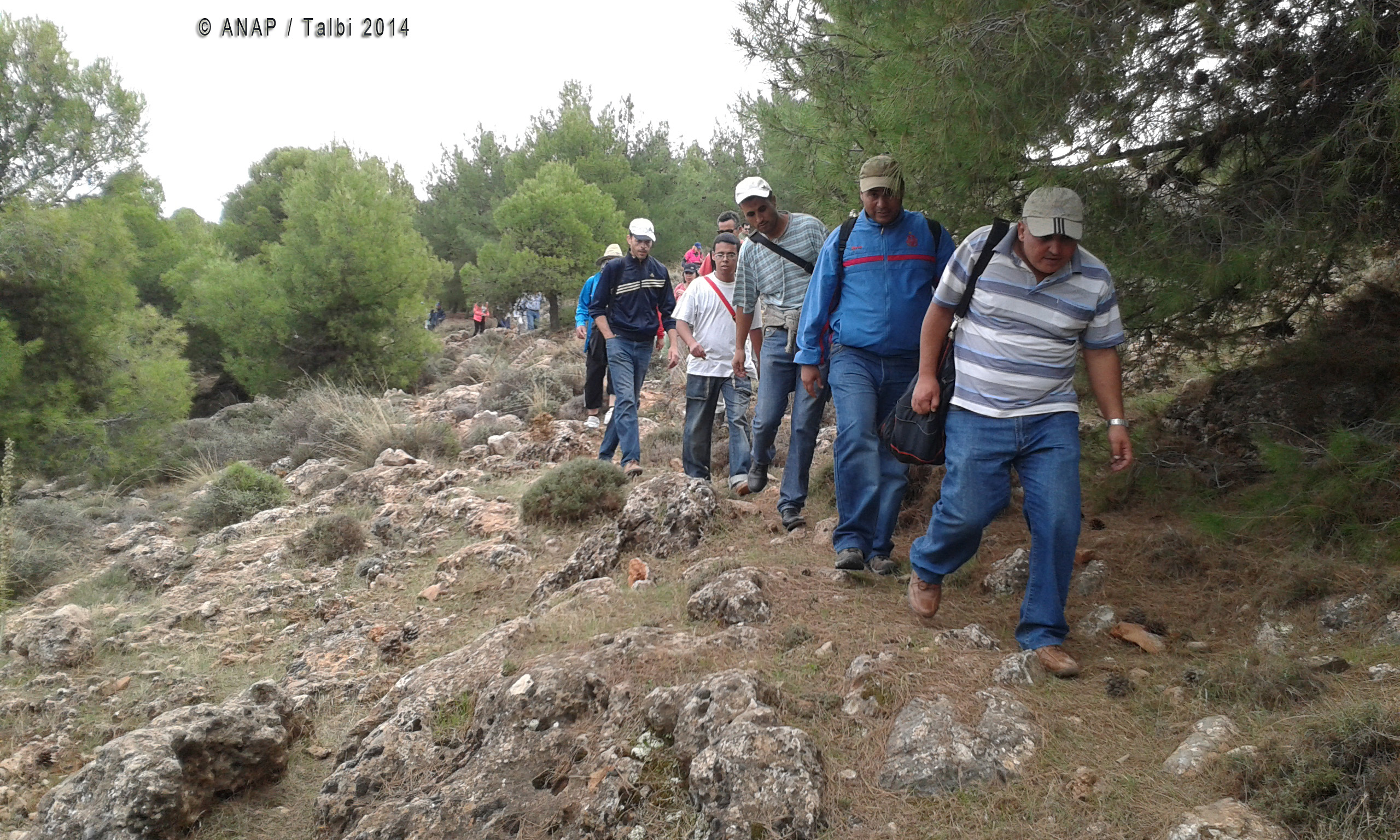 A travers les pins 1