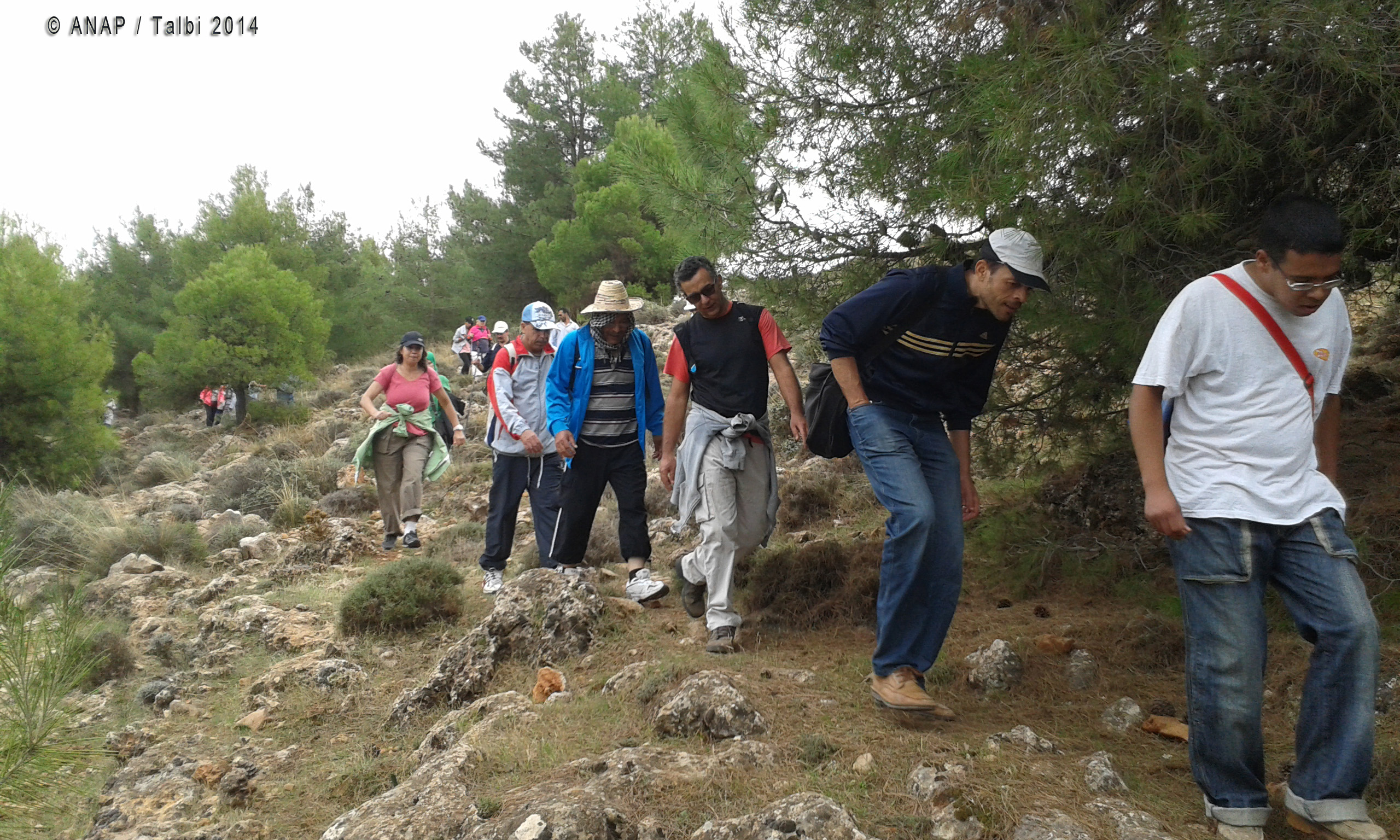 A travers les pins 2