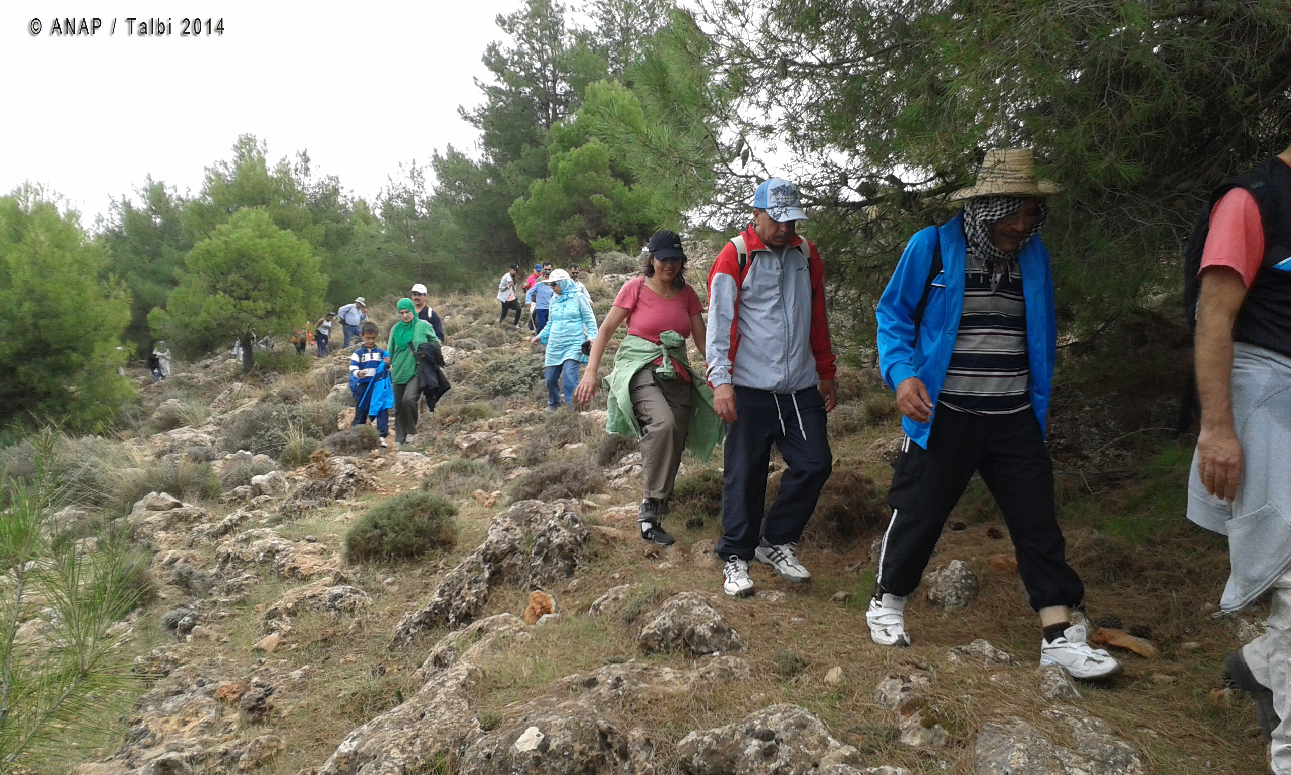 A travers les pins 3