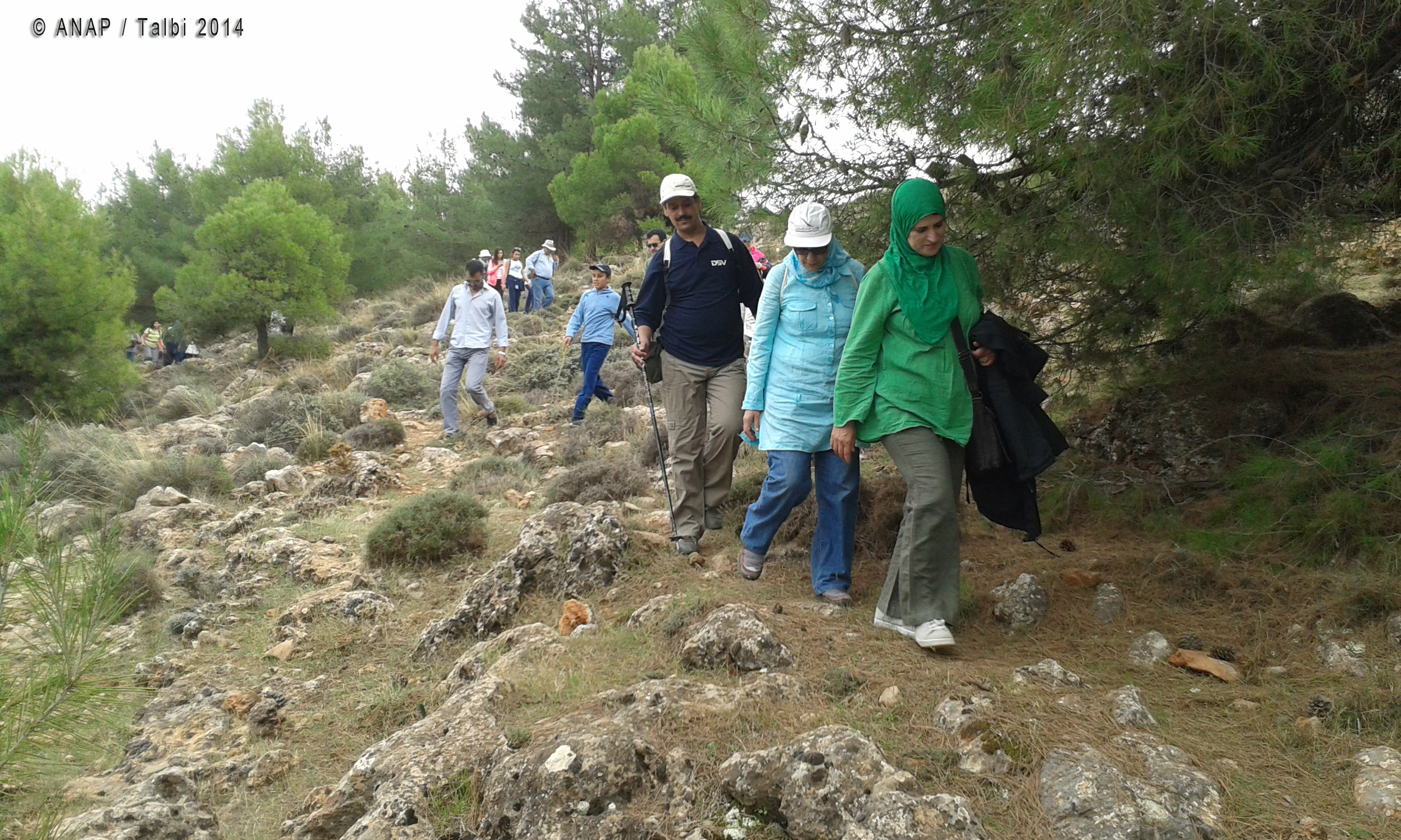 A travers les pins 4