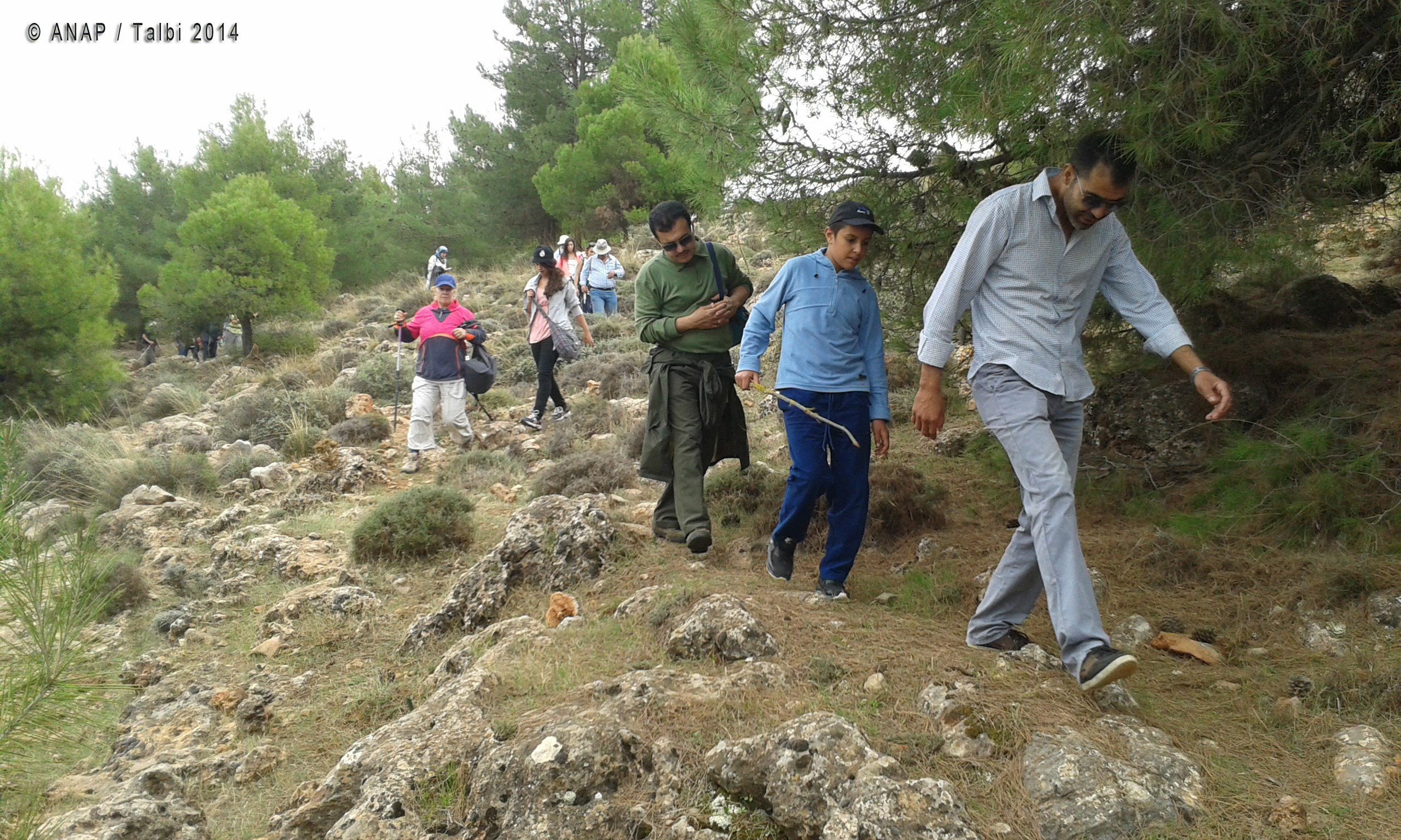 A travers les pins 5