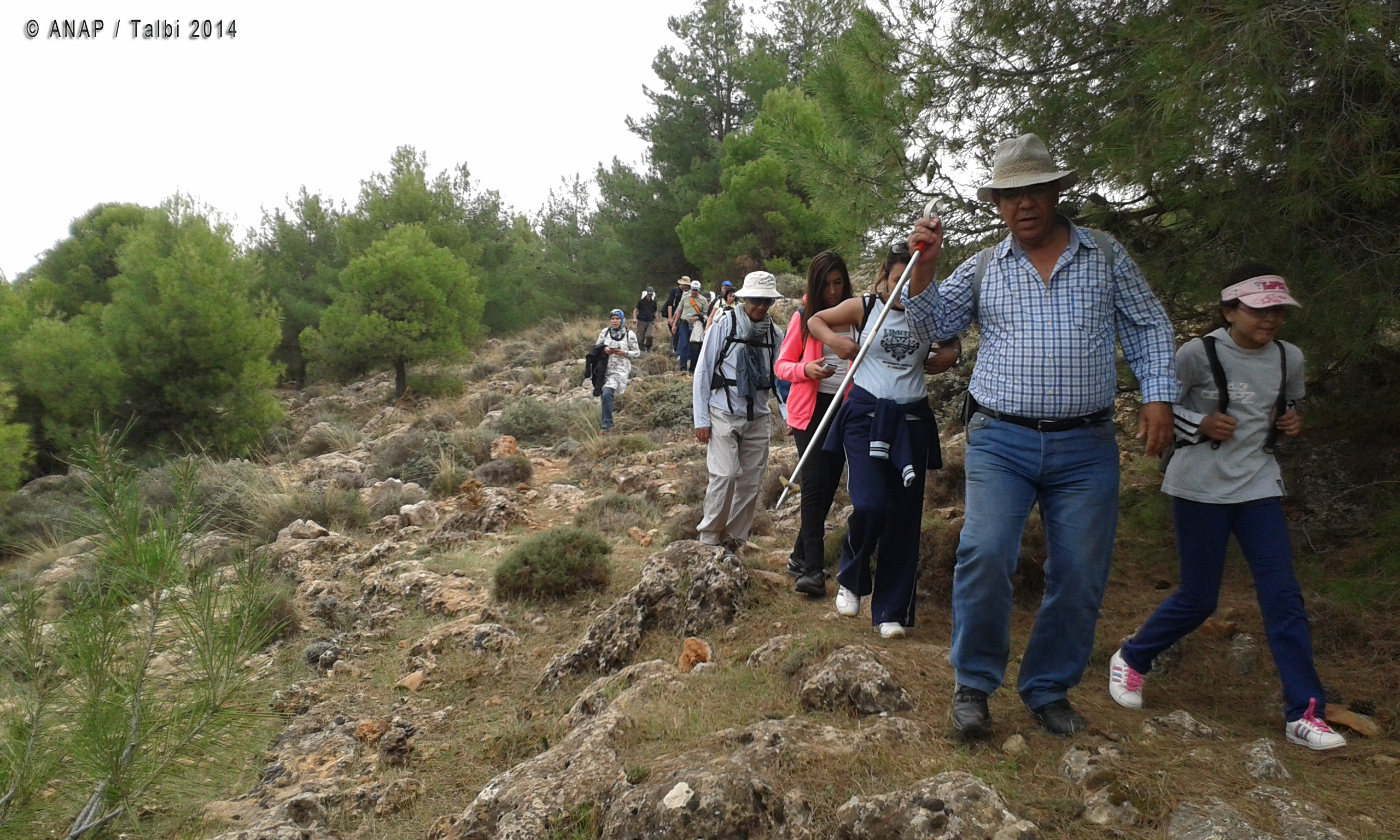 A travers les pins 6