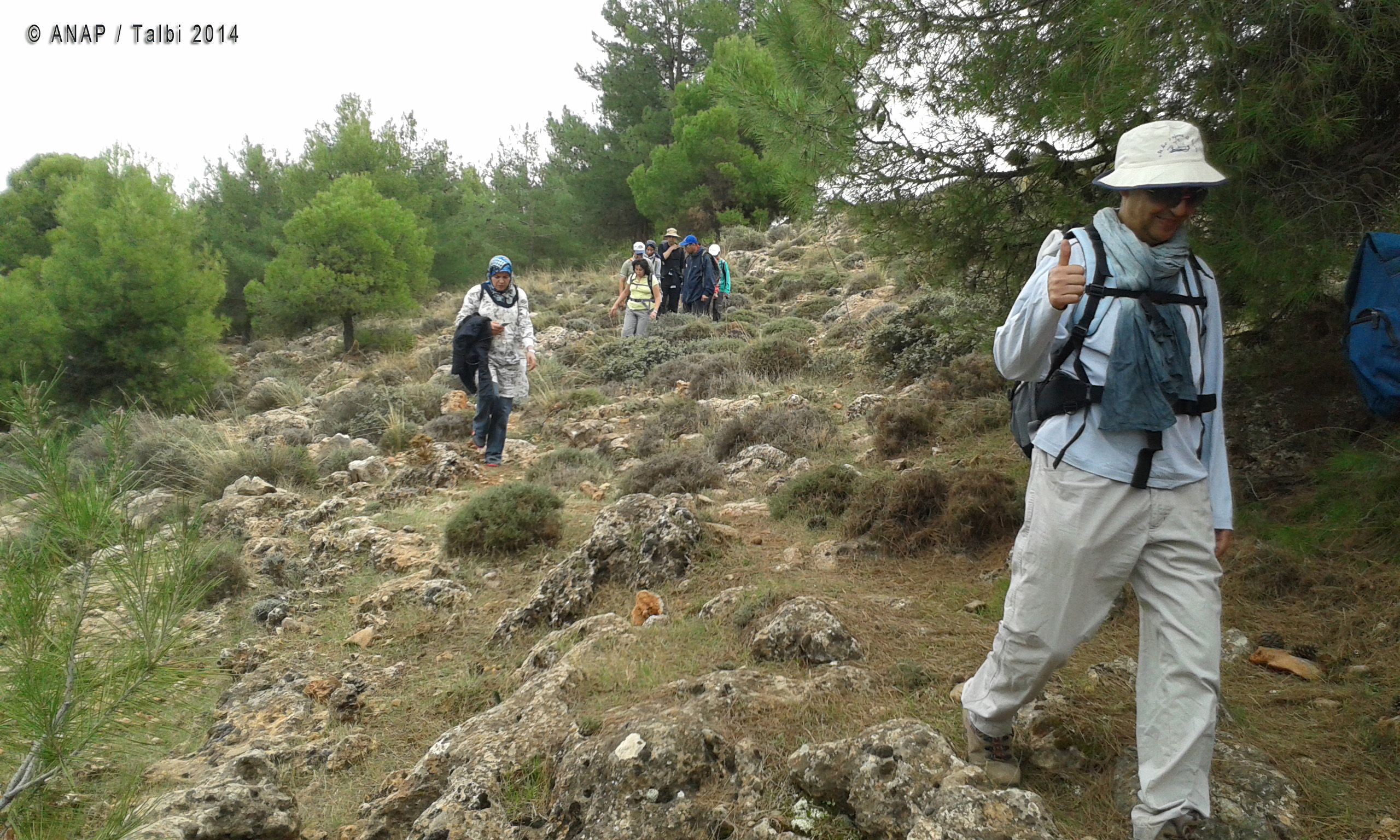 A travers les pins 7