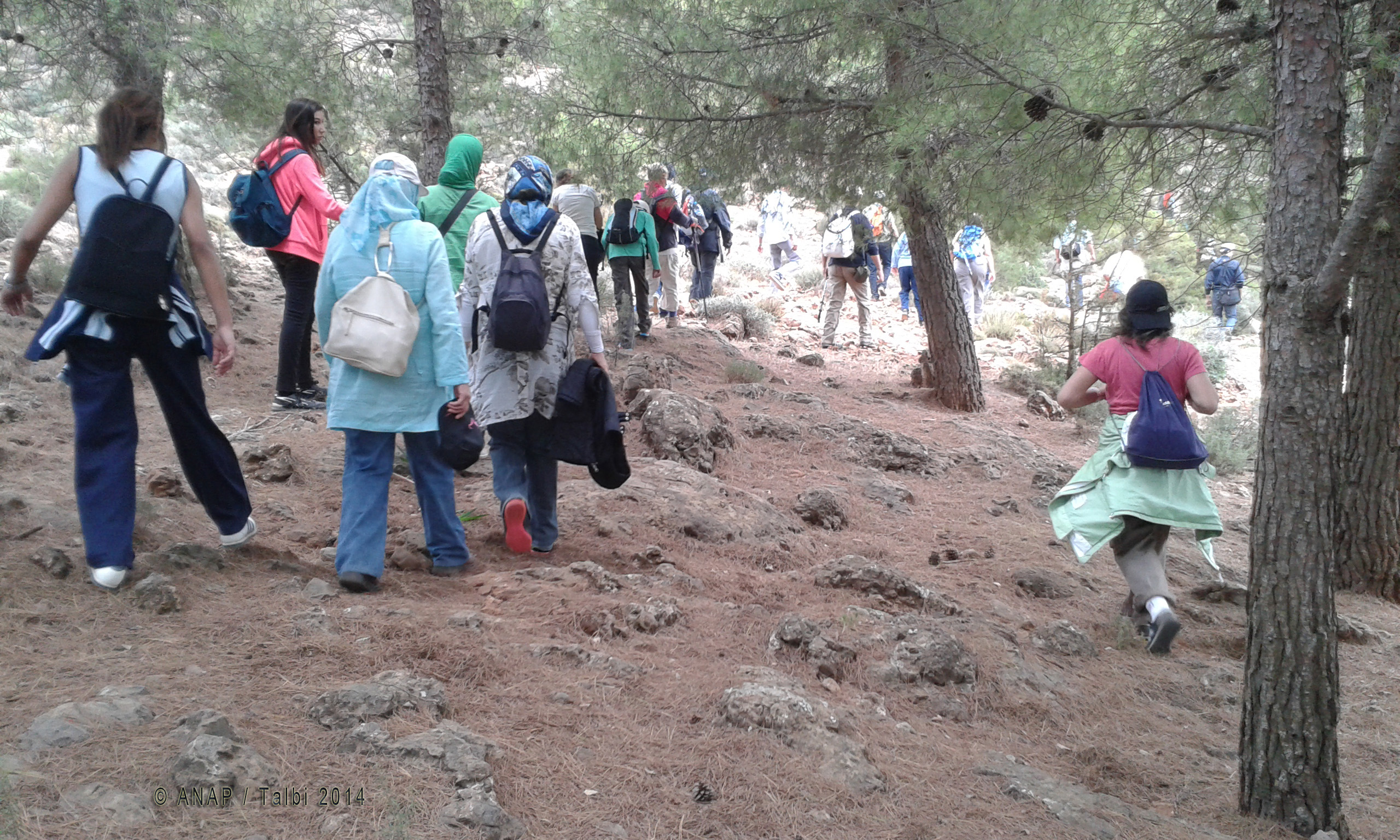 A l'ombre des pins 2