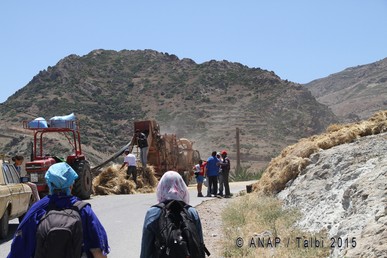 A Tibouda : c'est le temps de la r�colte!