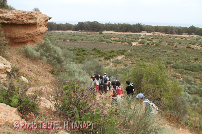 Premieres plantes en allant vers la mer