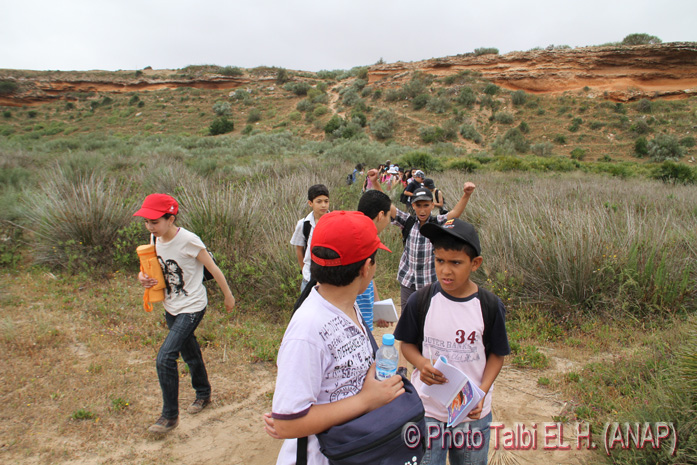 Les plantes qui aiment le sel