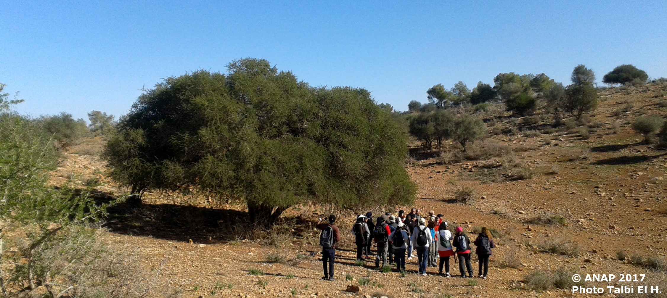 A l'ombre de l'arganier