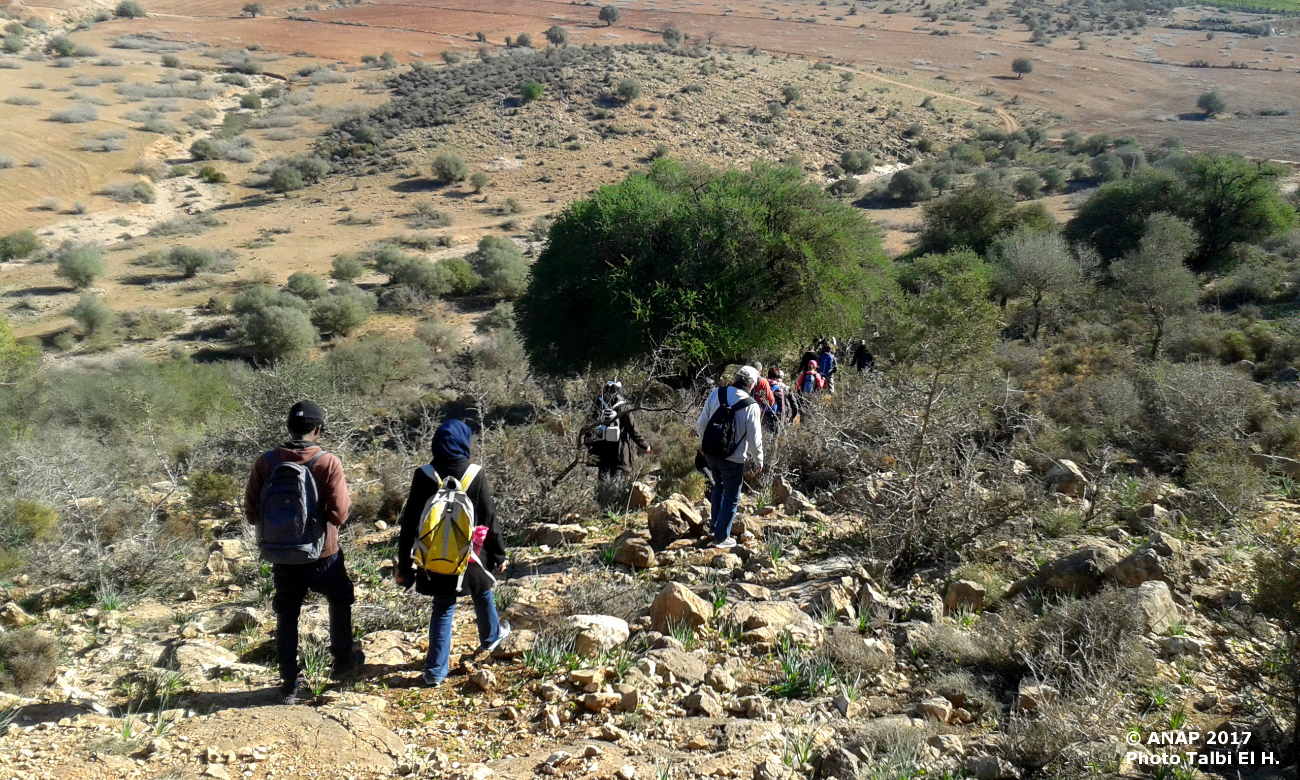 Au sein de l'arganeraie