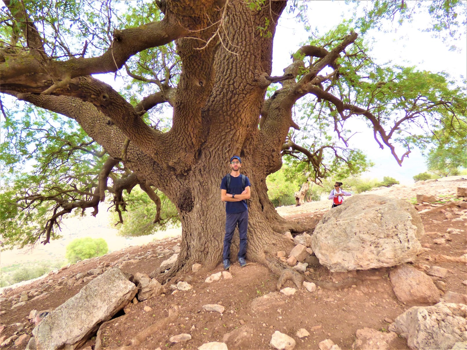 Des pistachiers tr�s anciens!