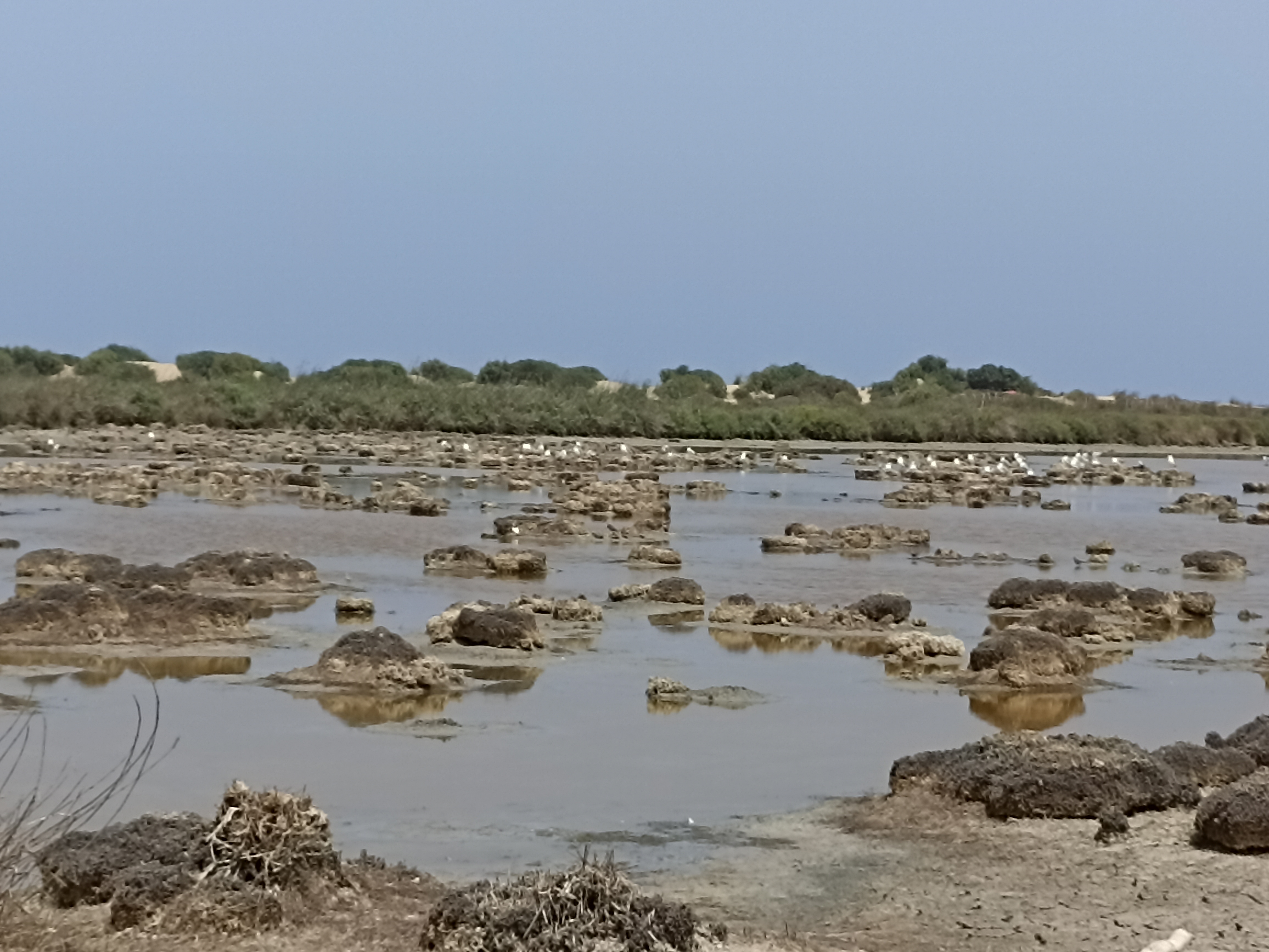Bras mort du fleuve, proche de l'embouchure, � sec
