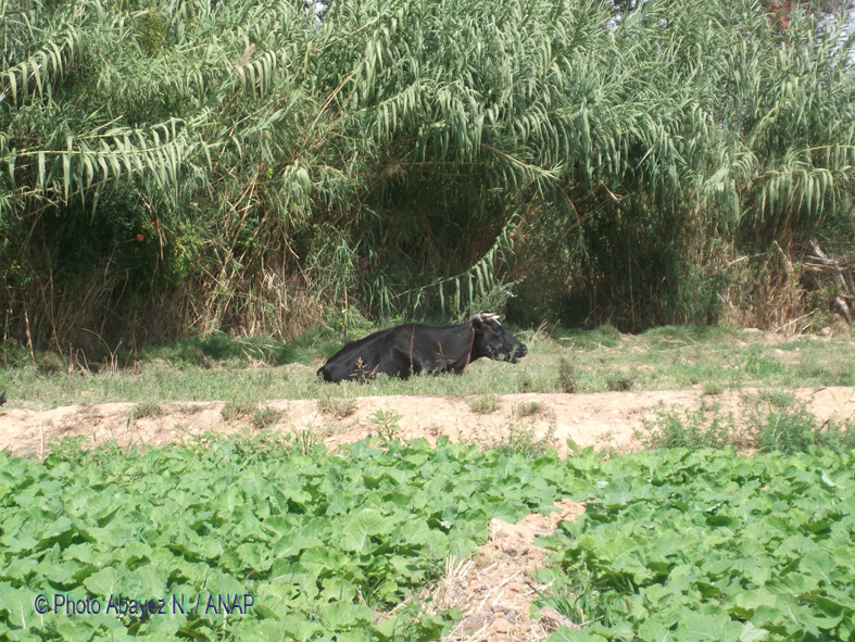 Rando guafait : Photos Abayez 03