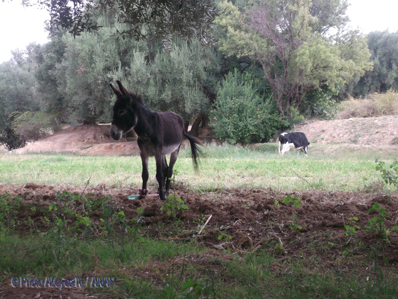 Rando guafait : Photos Abayez 04