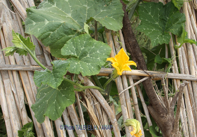 L�gumes de guafait