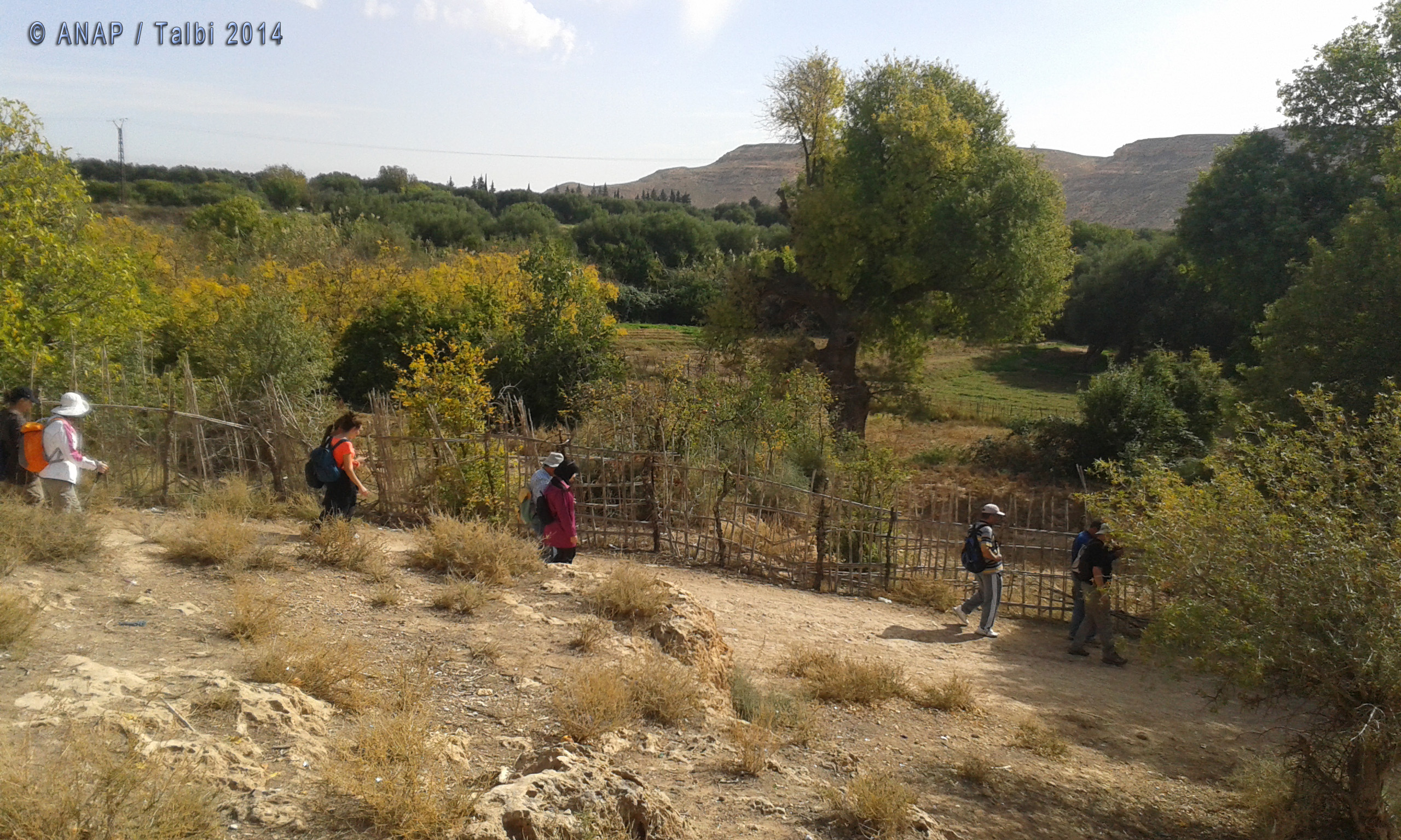 A l'ombre des grenadier