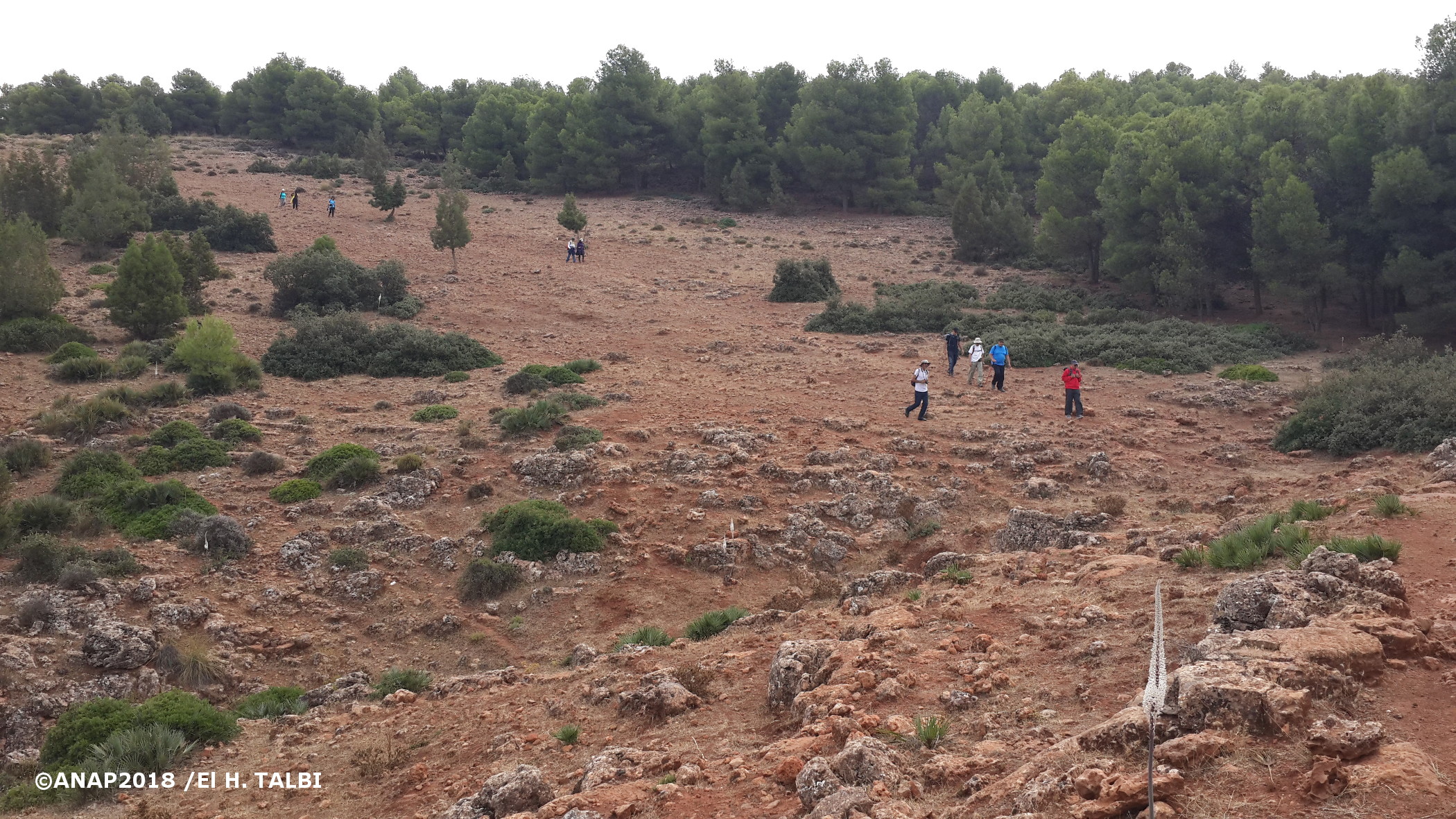 Grand espaces / Marche libre