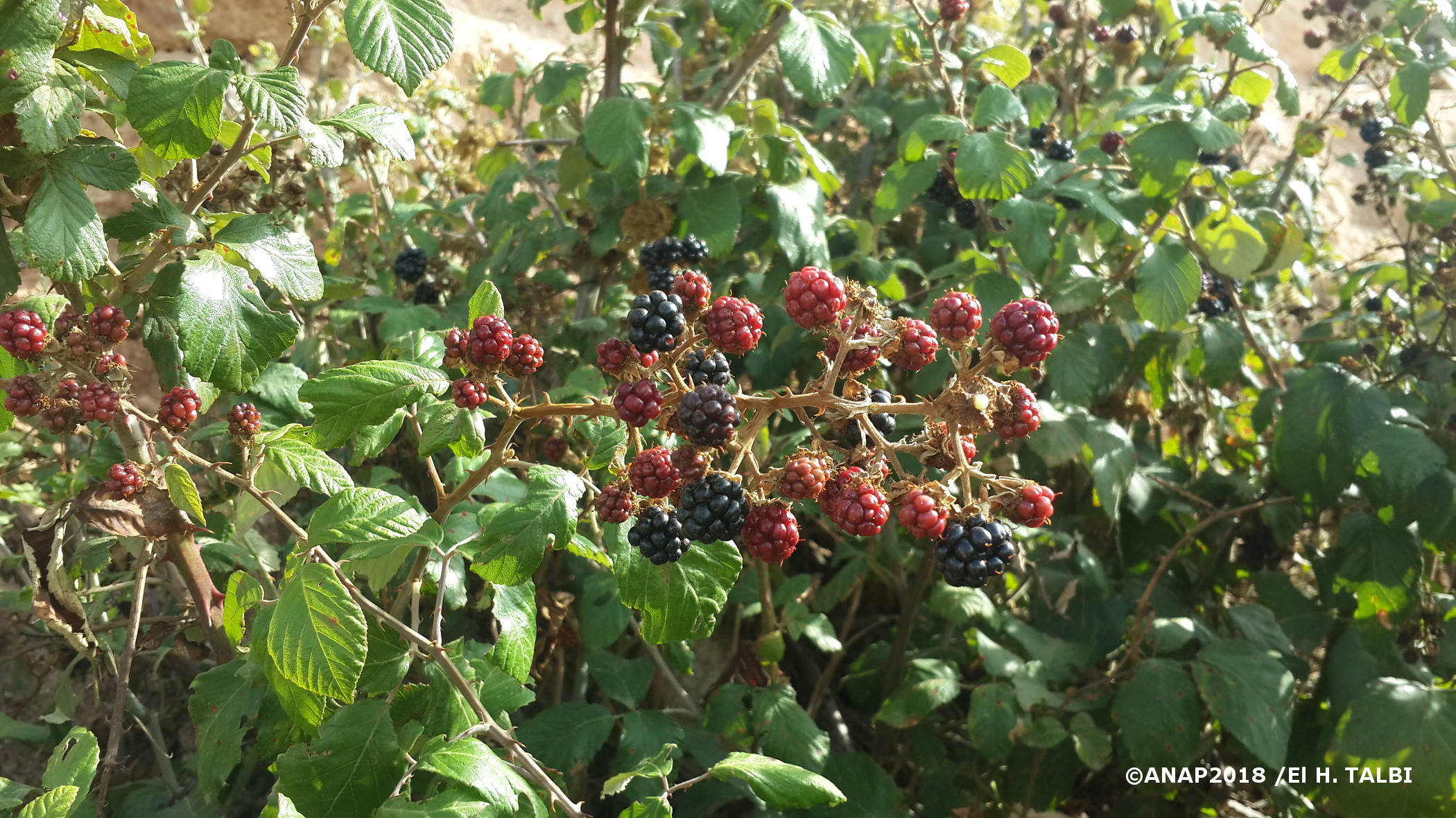 Les curiosit�s des jardins