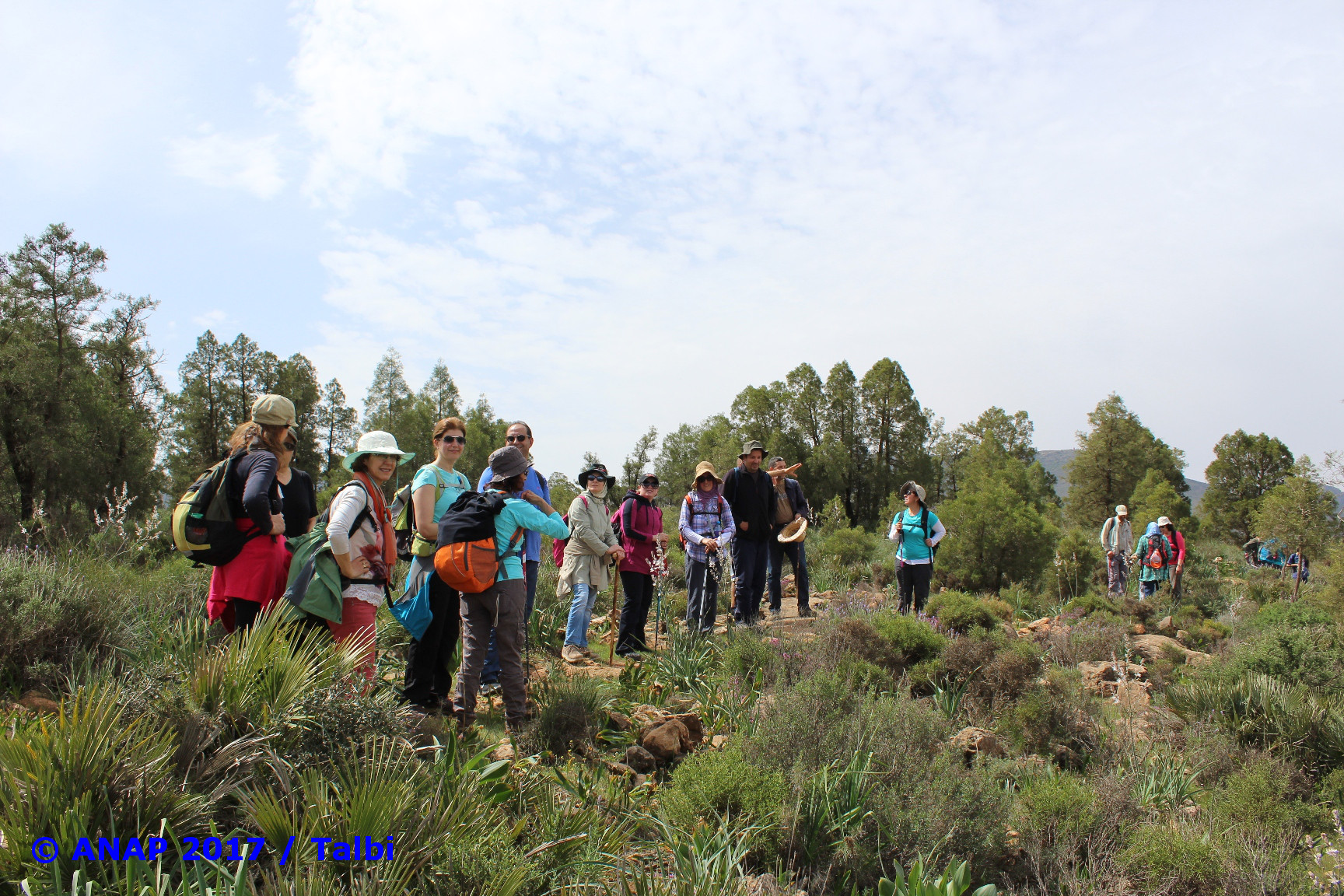 Au sein de Tetraclinaie