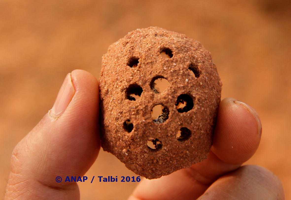 Traces d'autres insectes