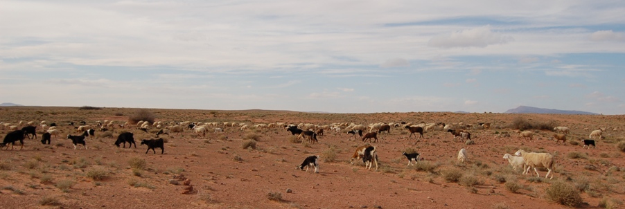 Berger des Hauts Plateaux