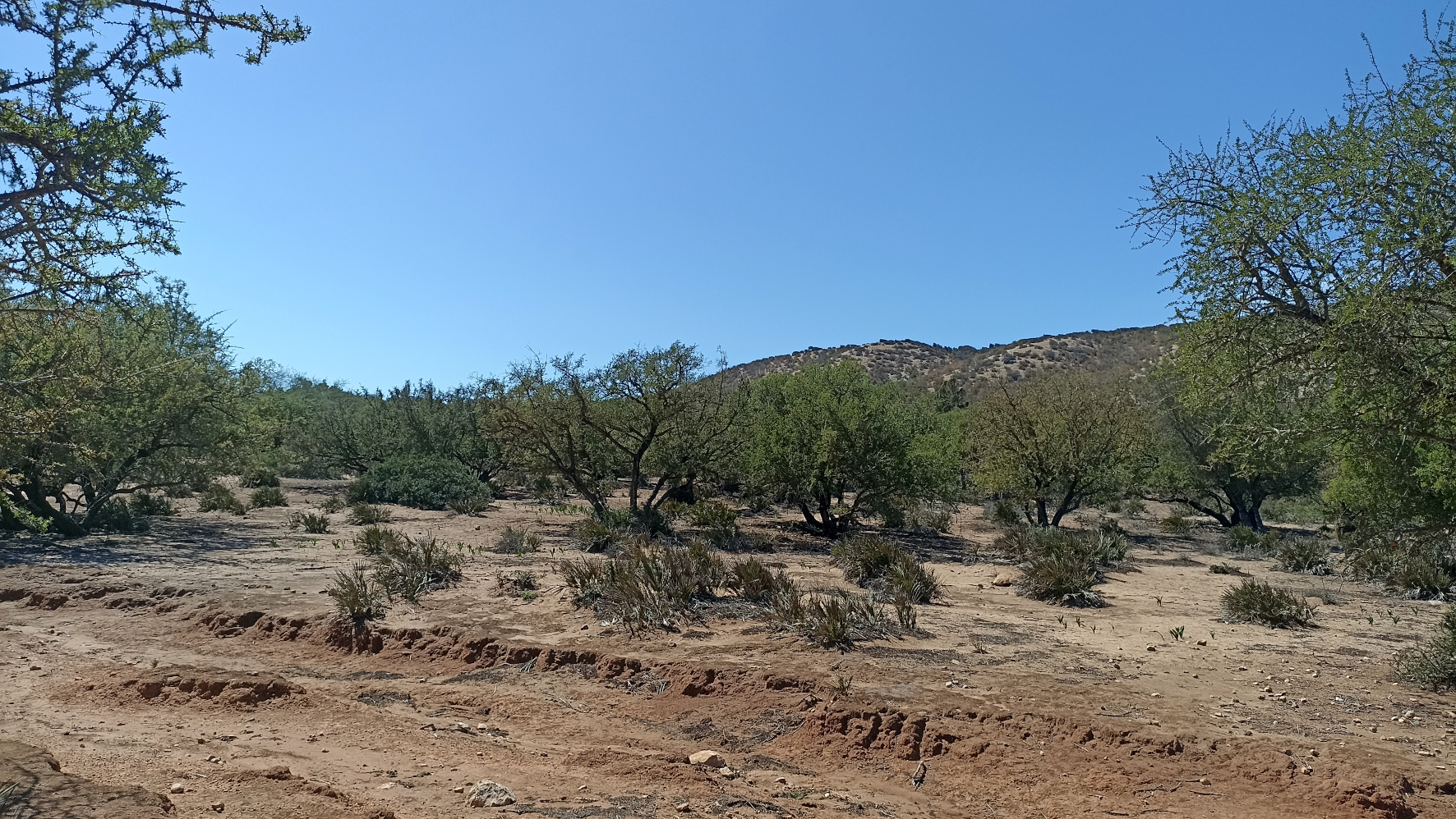 Arganerai au voisinage du site