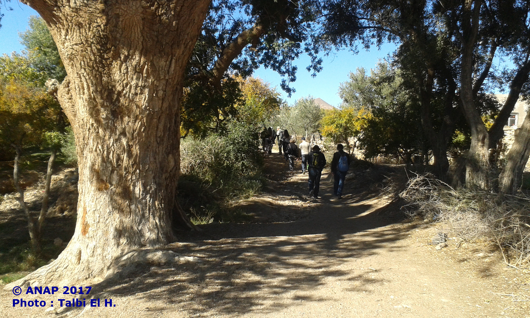 Des pistachiers centenaires