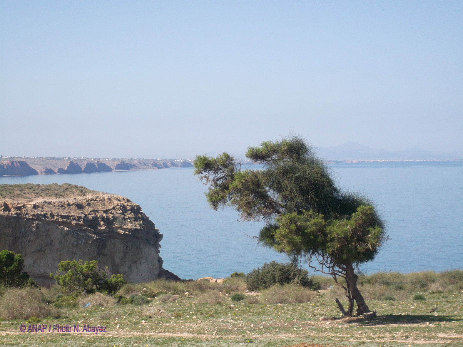 Rando Cap de l'Eau : Arbre