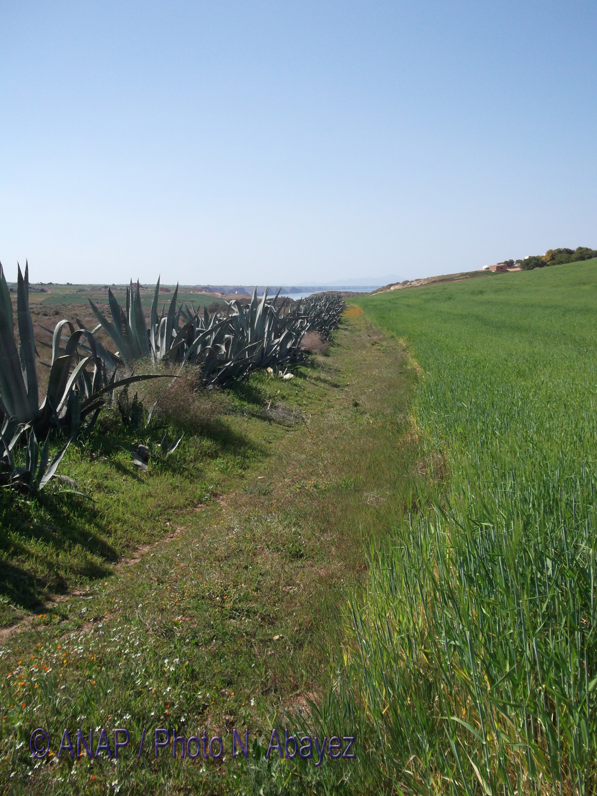 Rando Cap de l'Eau : Verdure