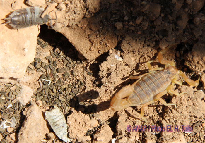 Faune du Cap : scorpion