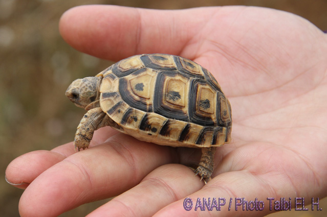 T.G. Esp�ce menac�e