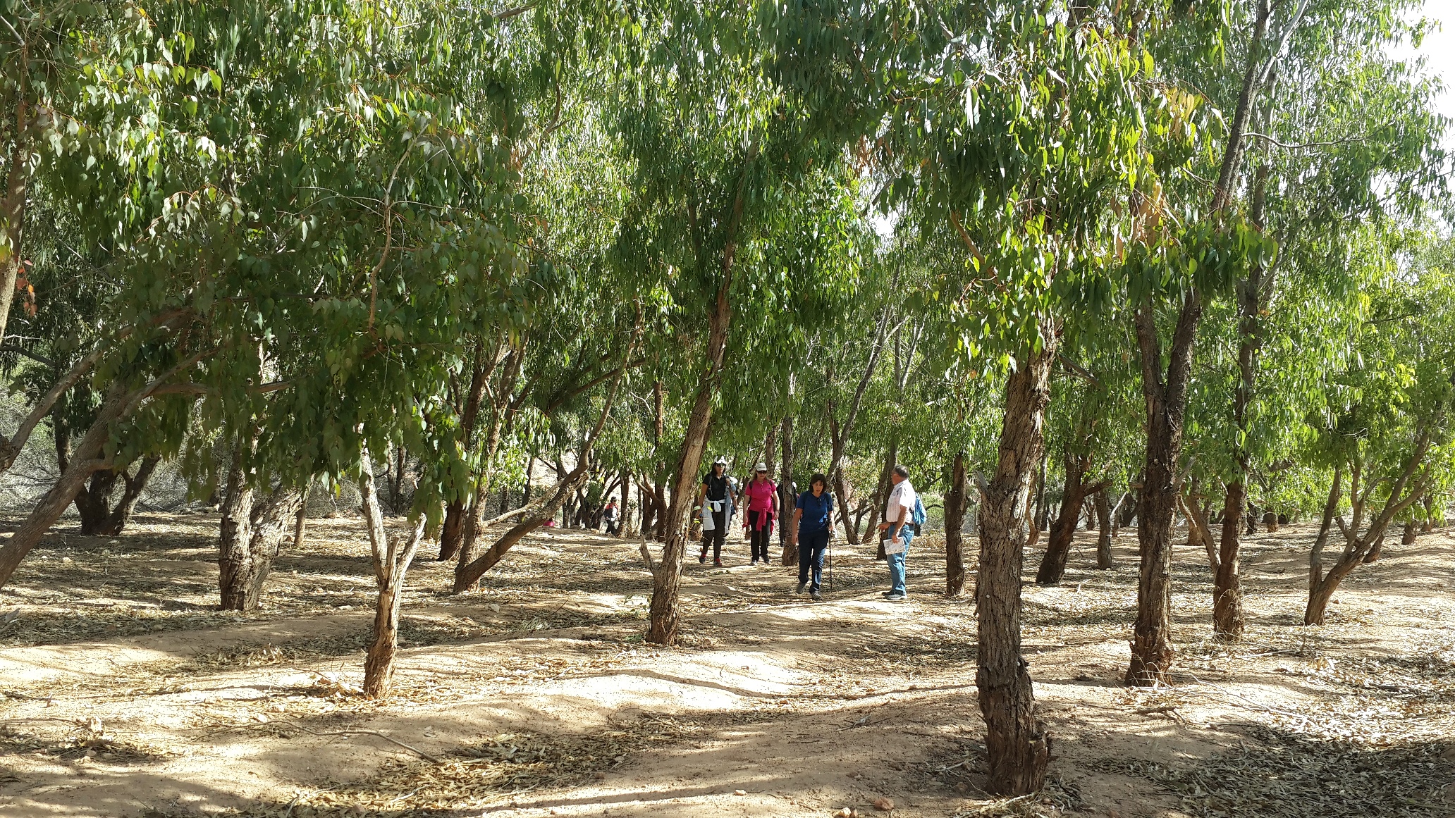A l'ombre des Eucalyptus