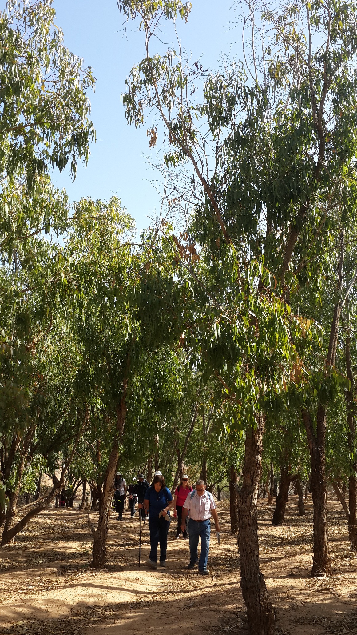 A l'ombre des Eucalyptus