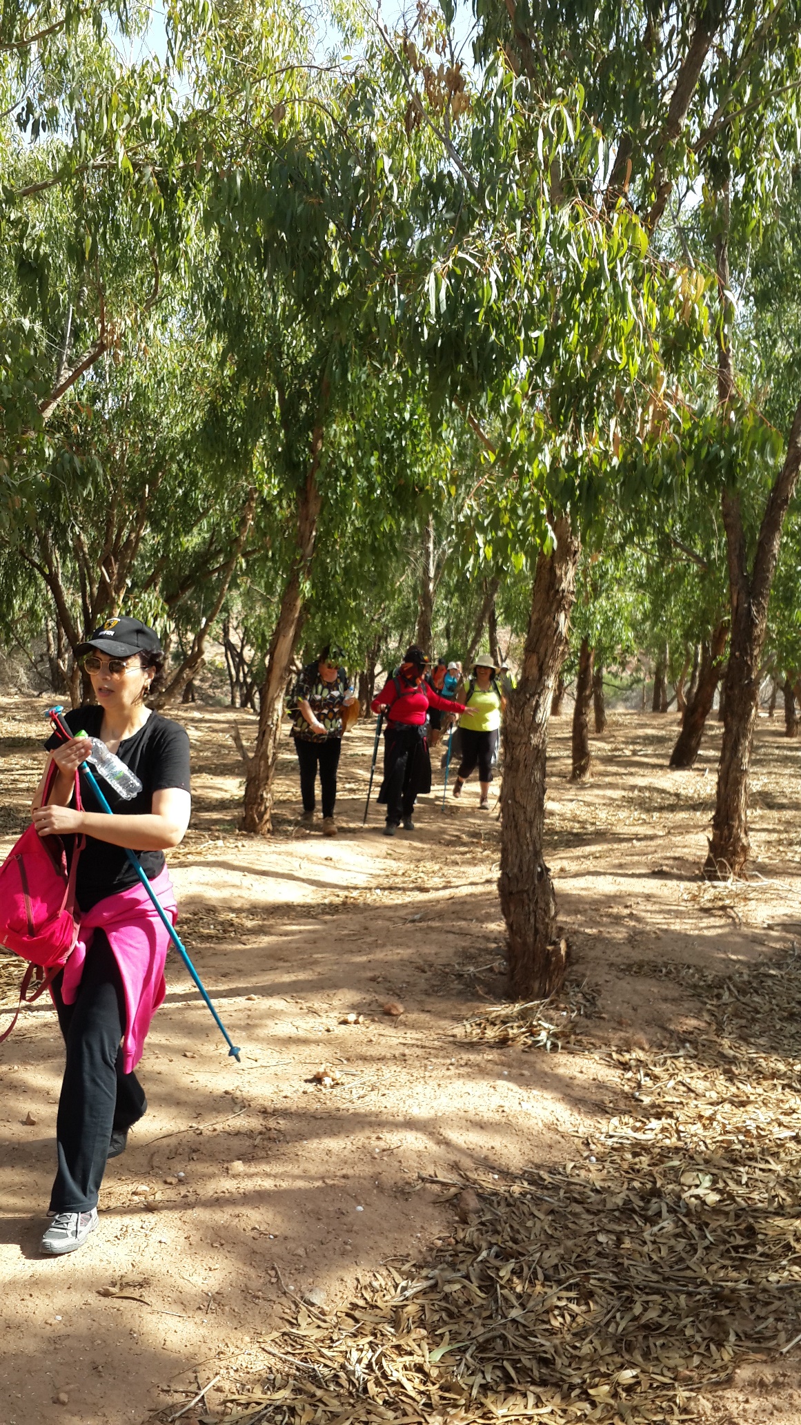 A l'ombre des Eucalyptus