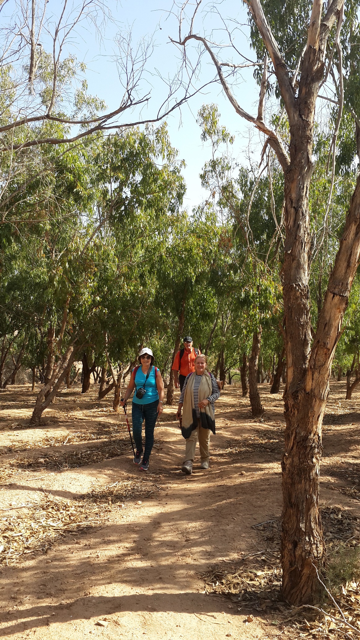 A l'ombre des Eucalyptus