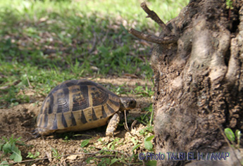 Esp�ces prot�g�es