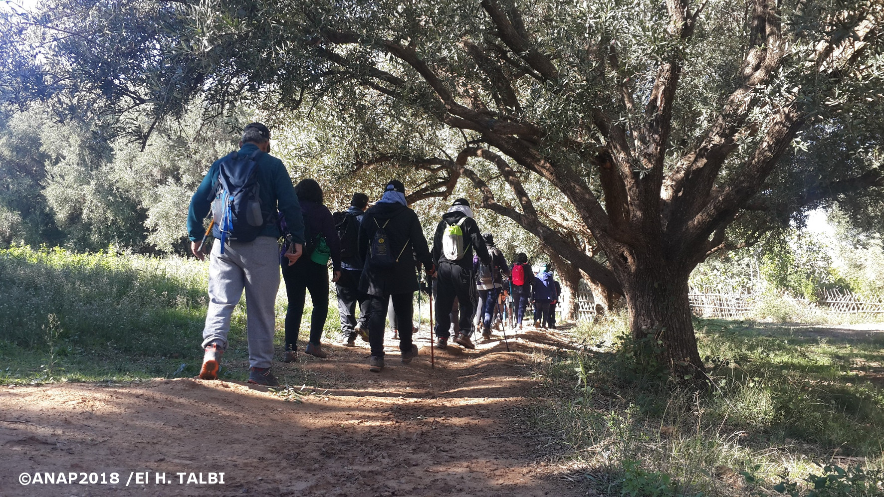 A l'ombre des oliviers