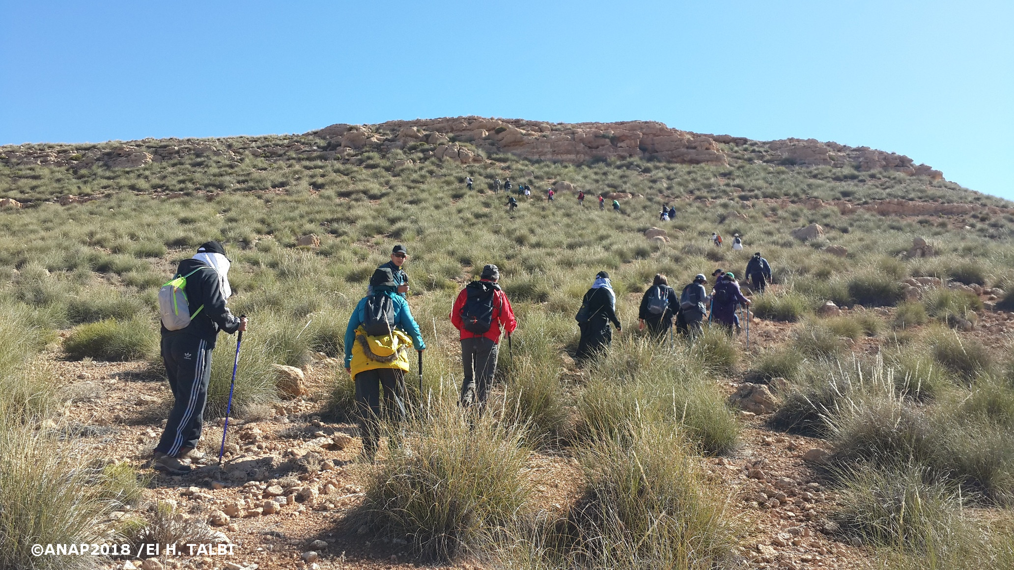 Au sein d'une mer d'Alfa