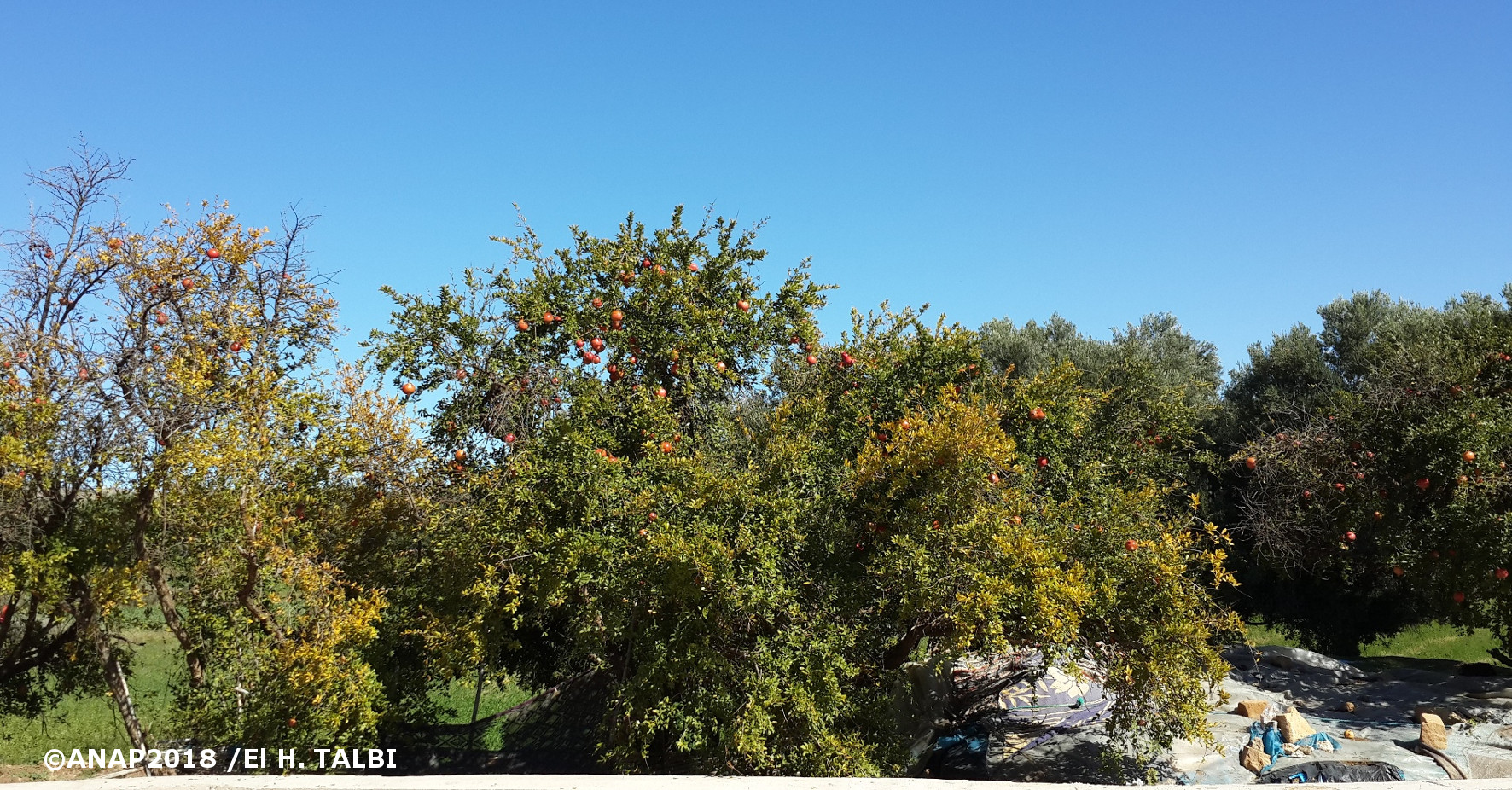 Grenadiers de Gafait