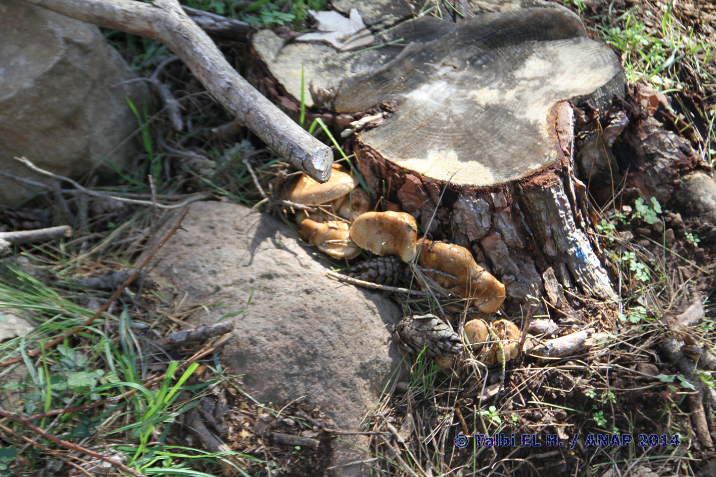 Curiosit�s du site