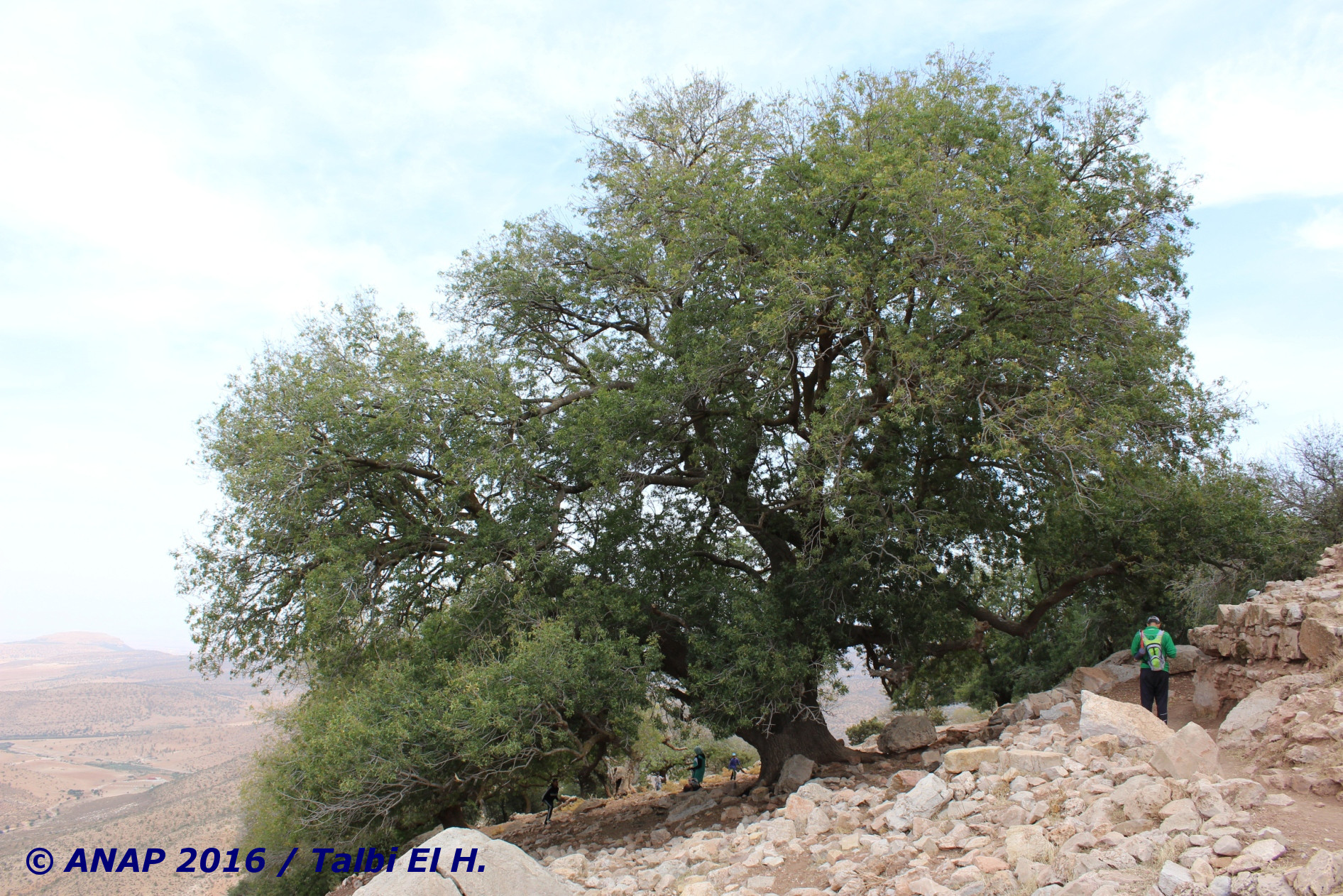 Majestueux Pistachier de l'Atlas
