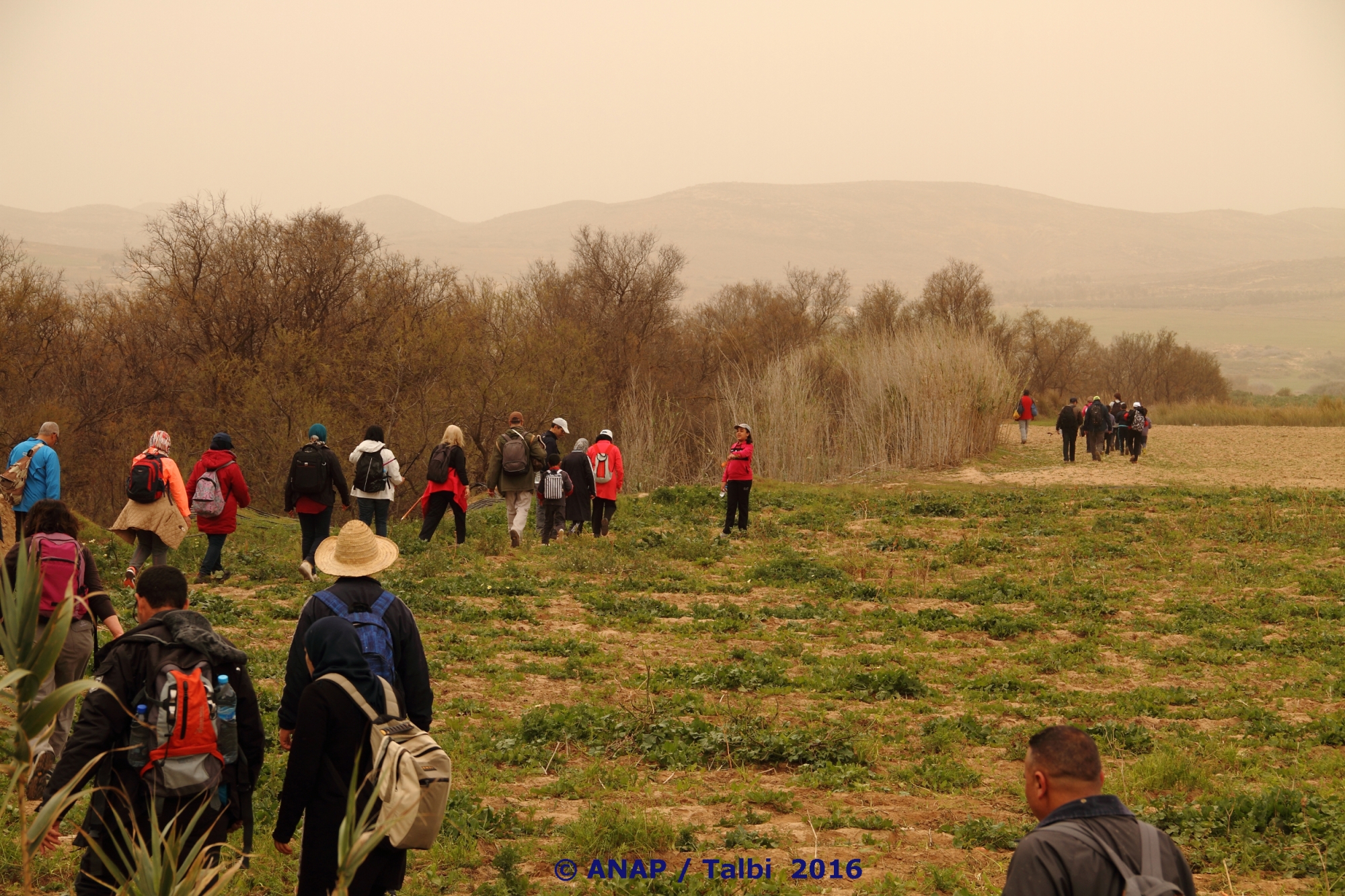 Les champs cultiv�s