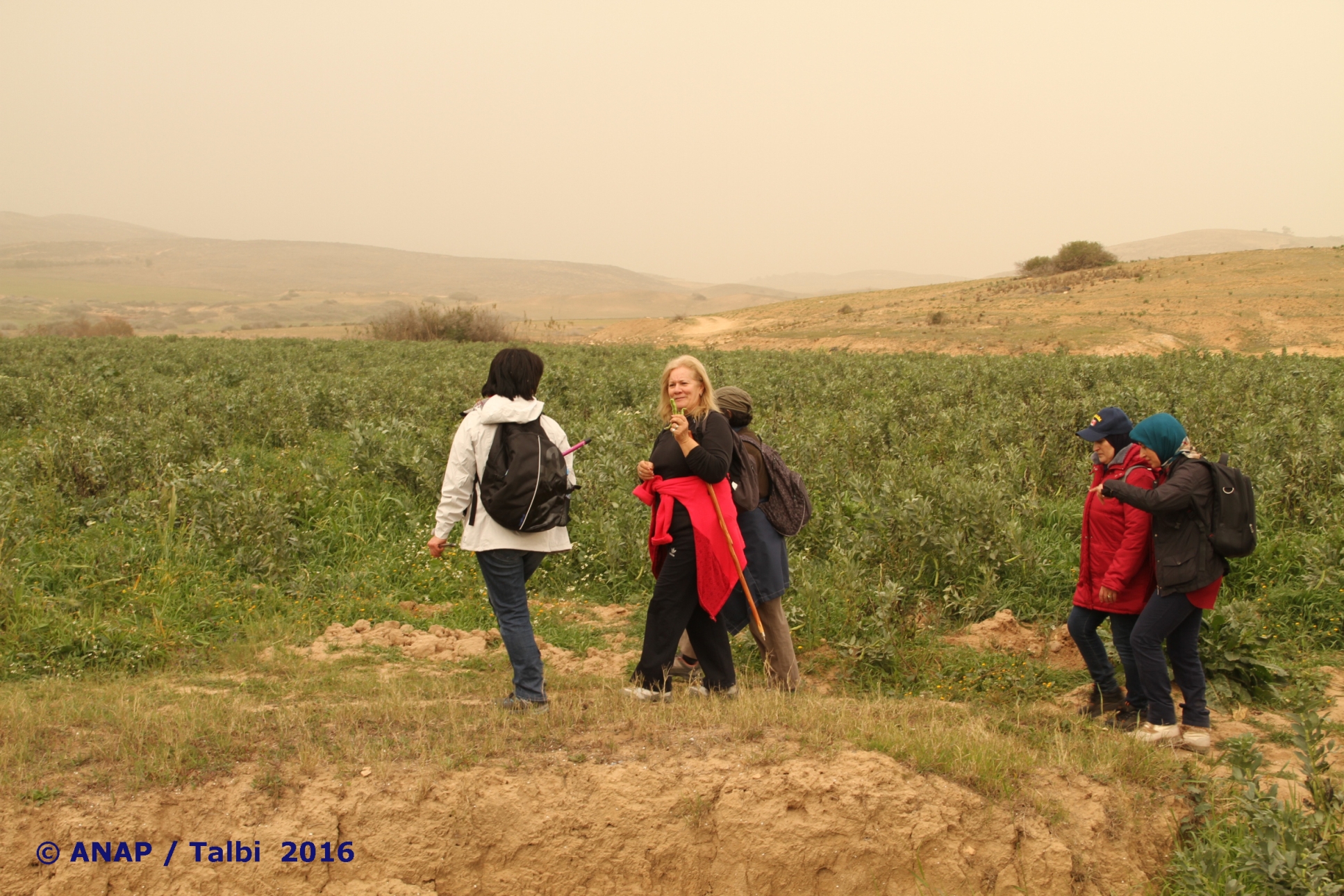 Les champs cultiv�s2