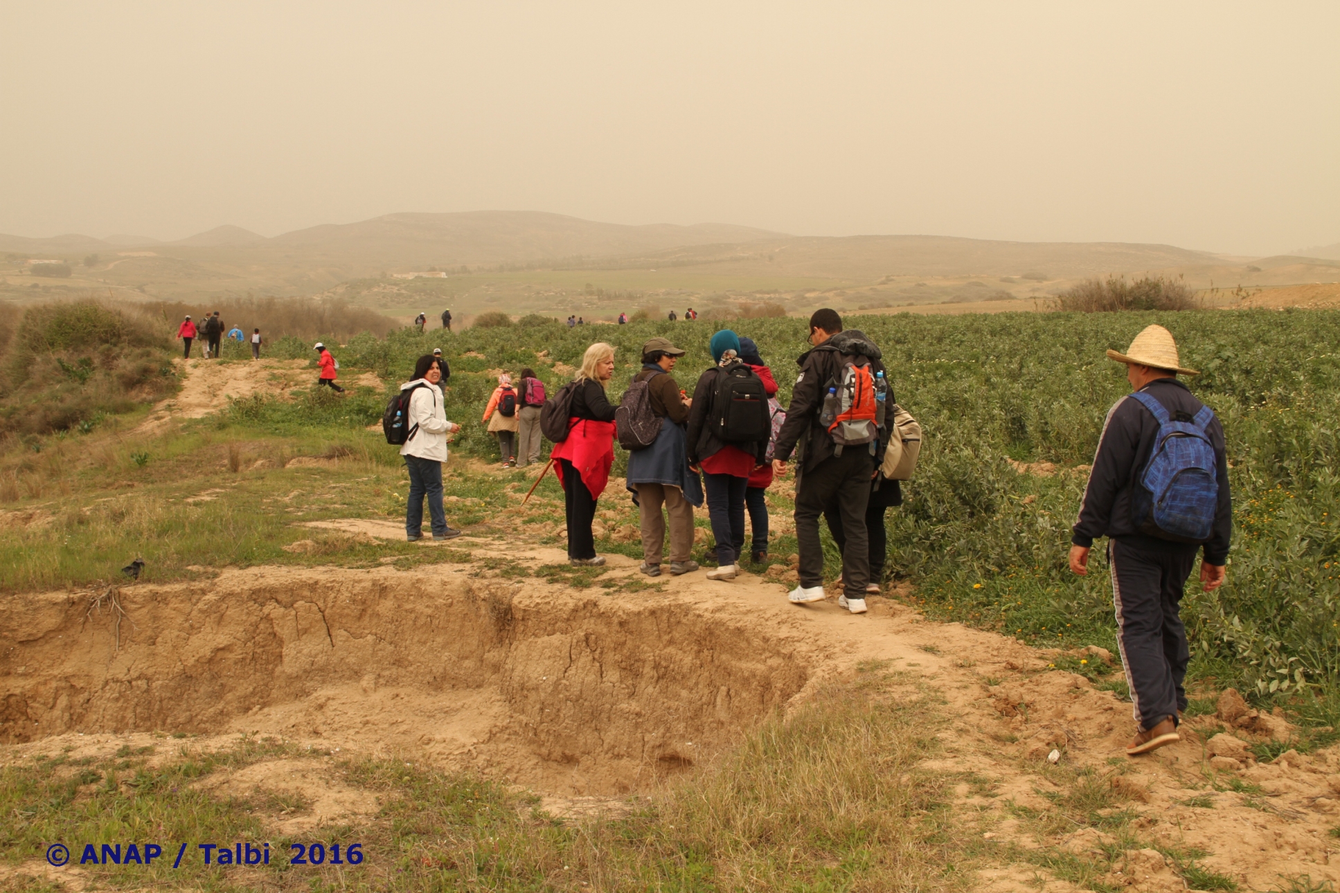 Les champs cultiv�s 3