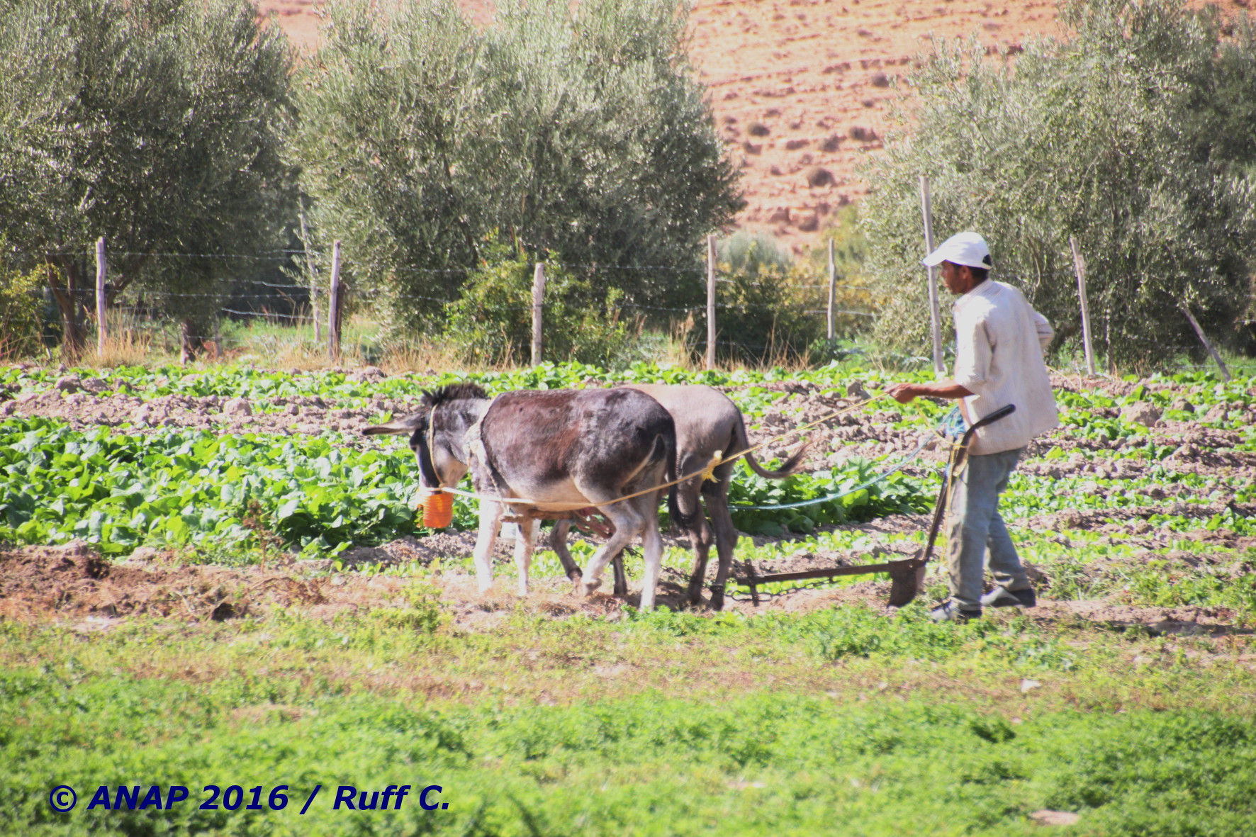 Jardins de Gafait