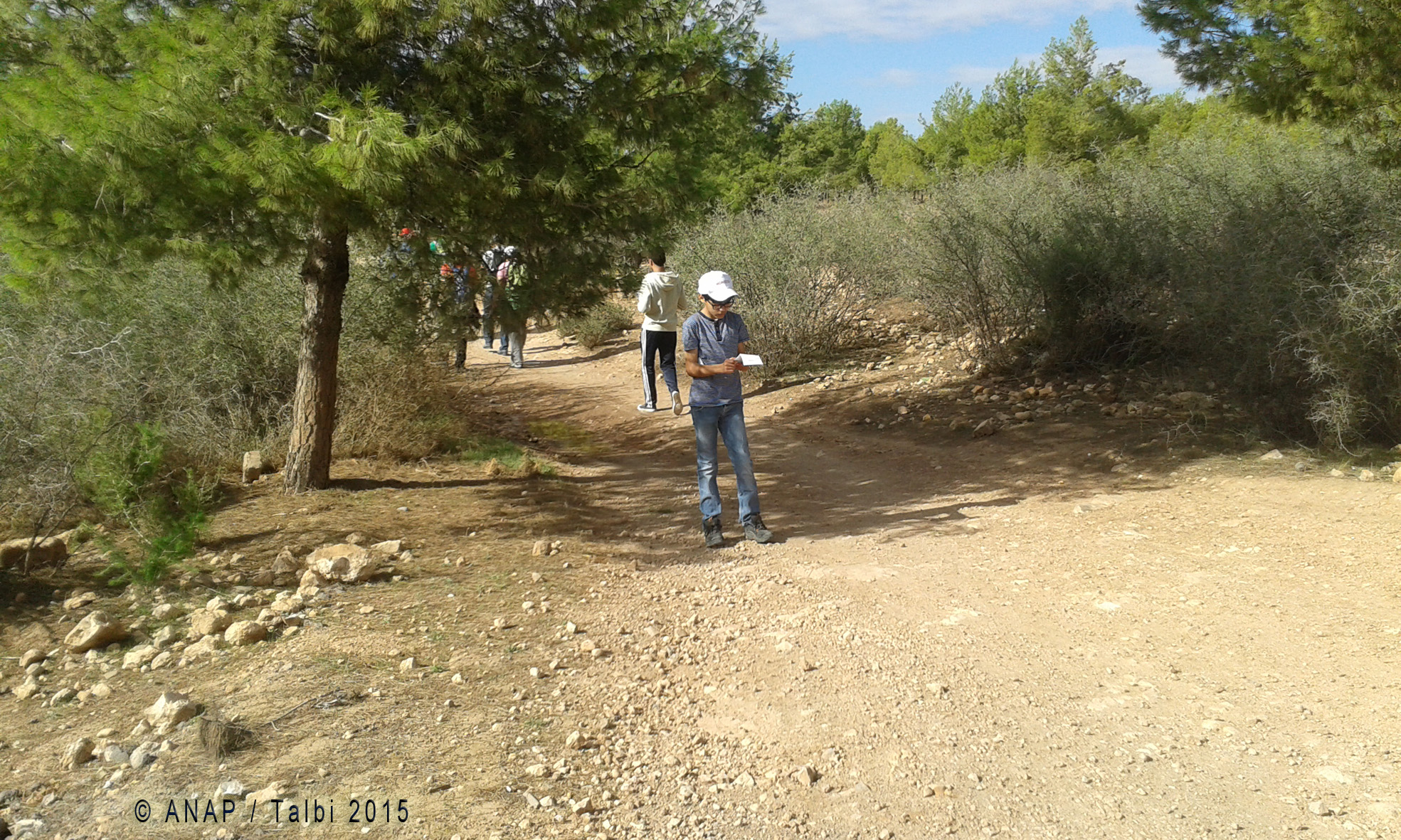 Au sein du parc : Pin et Thuya
