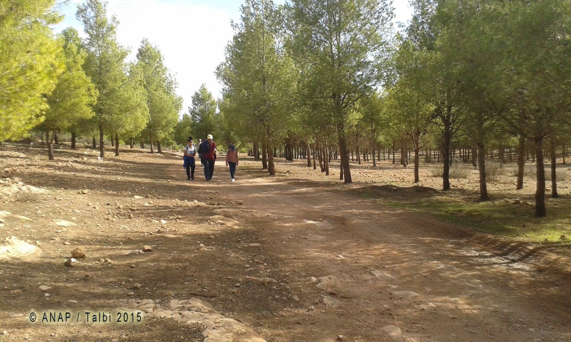 Marche � l'ombre des pins