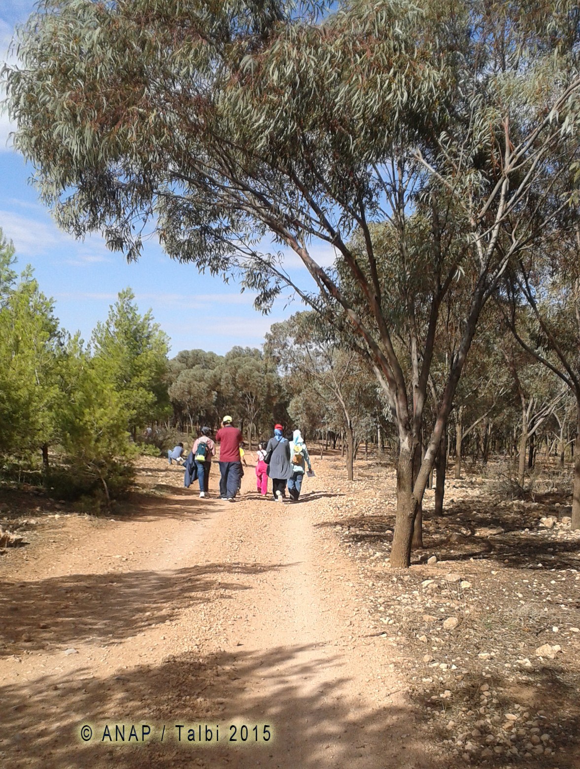 Marche � l'ombre des pins 2